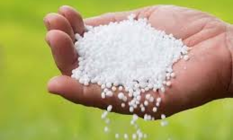 රට තුළ පොහොර සීමිත බැවින් වී වගාවට පමණක් යූරියා ලබාදීමට රජය සැරසෙයි